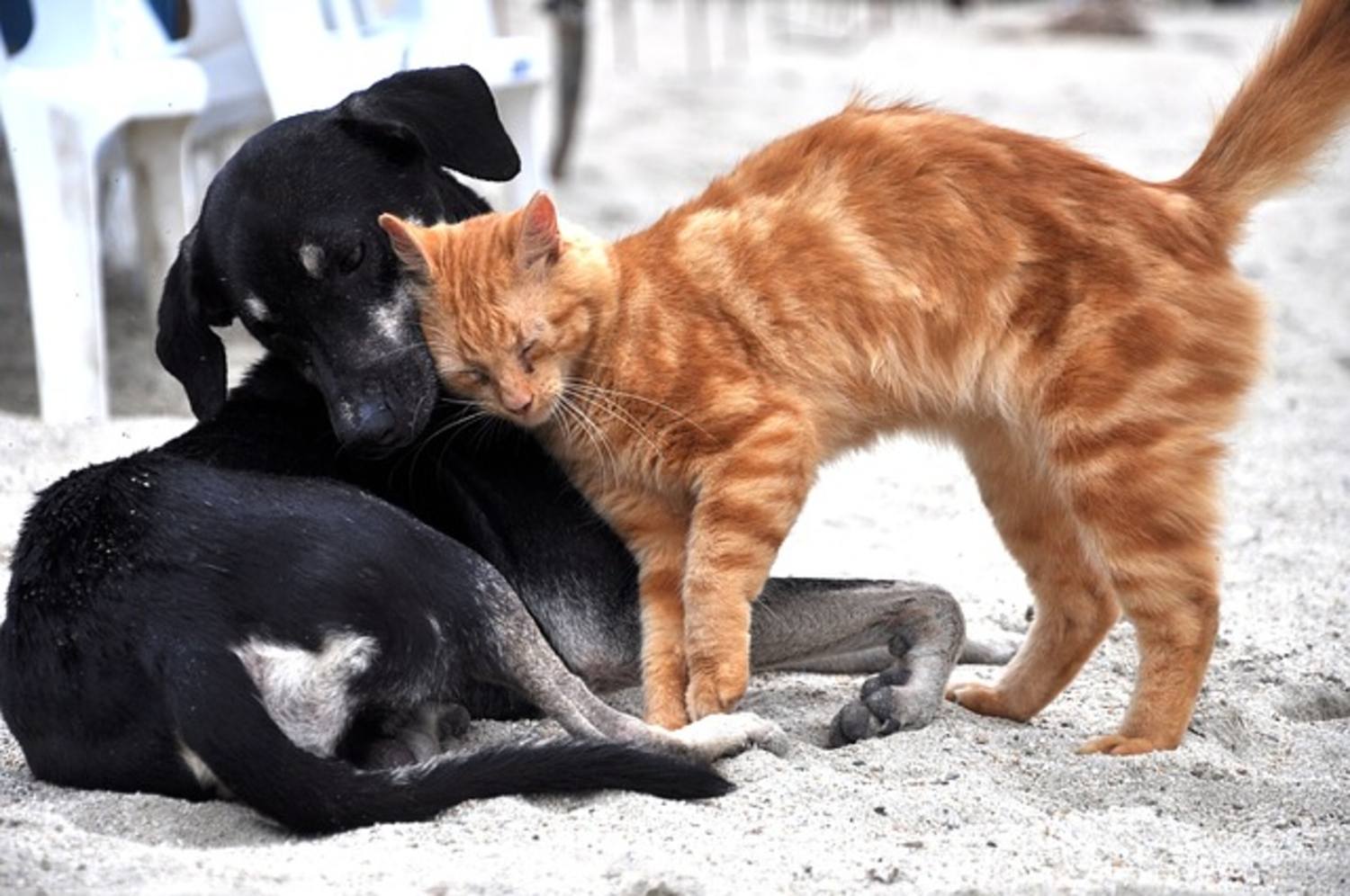 Image par María Fernanda Pérez de Pixabay