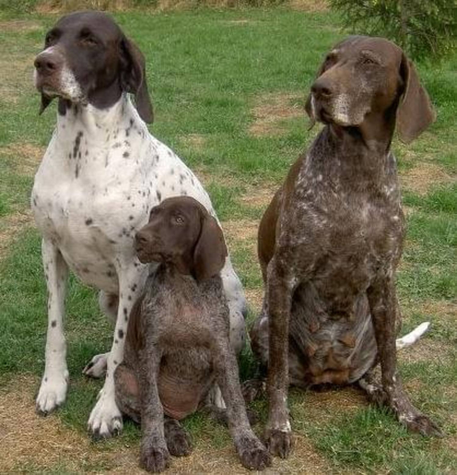 By Metsosuon kennel/Seppänen (Metsosuon kennel) [GFDL (http://www.gnu.org/copyleft/fdl.html), CC-BY-SA-3.0 (http://creativecommons.org/licenses/by-sa/3.0/)], via Wikimedia Commons