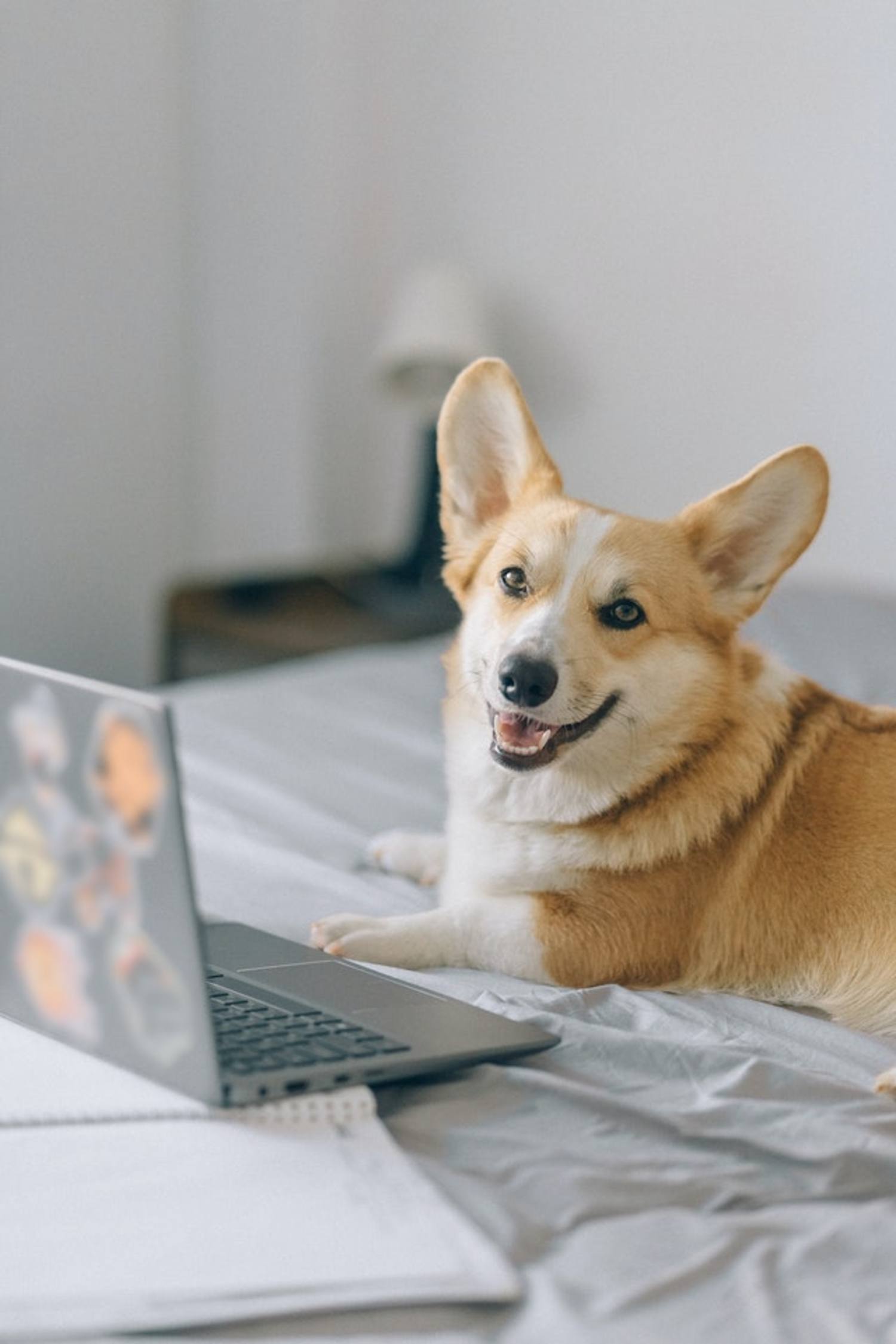 Photo de Nataliya Vaitkevich provenant de Pexels