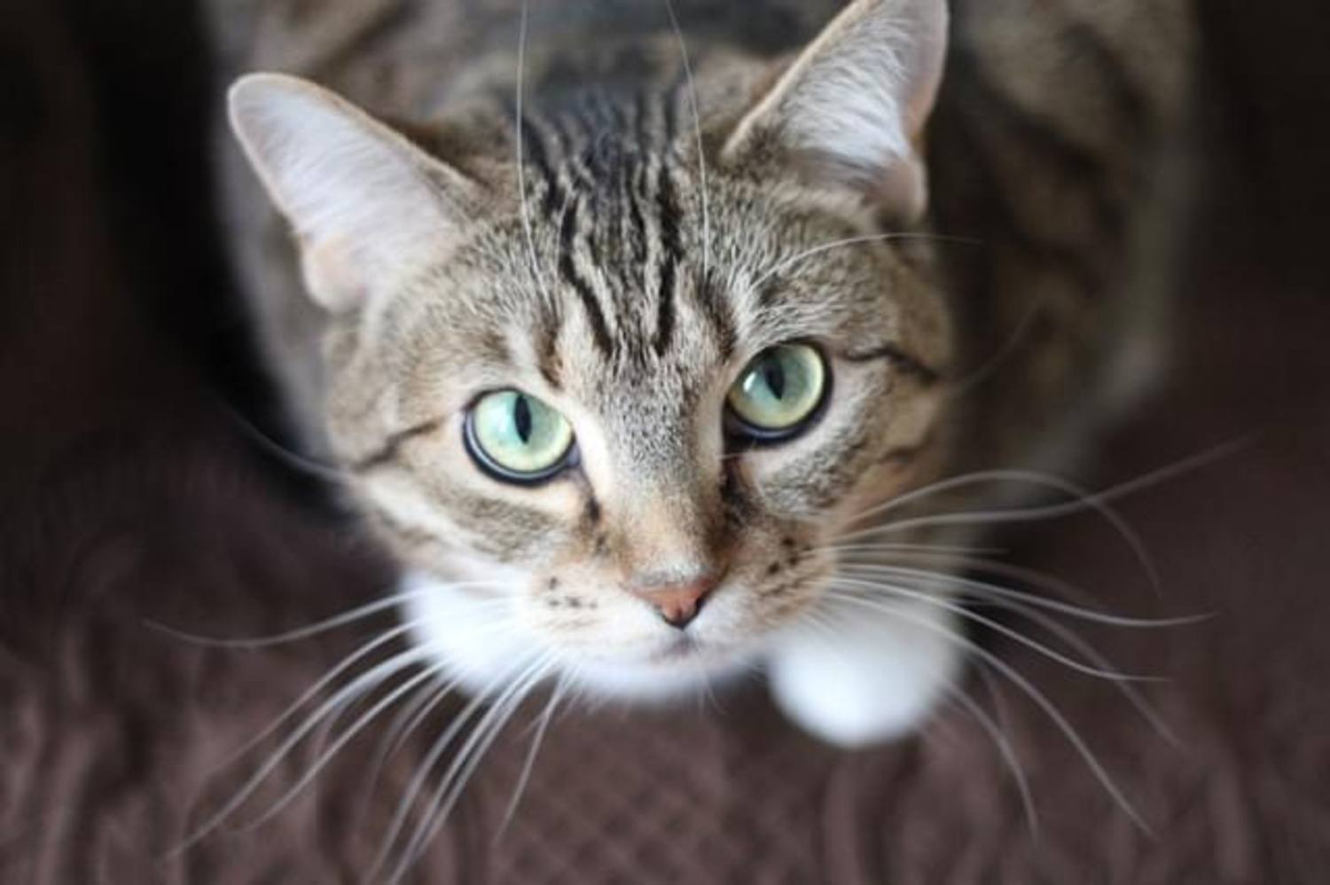 CC0 Public Domain via Pexels
