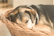 La grossesse nerveuse chez la chienne CC0 Creative Commons via Pixabay