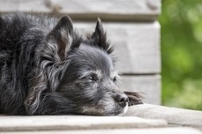 Vivre avec un chien paralysé CC0 Creative Commons via Pixabay