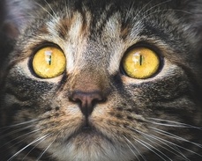 L'asthme du chat CC0 Creative Commons via Pixabay