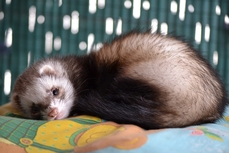 Furet animal Furet animal domestique