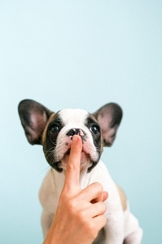 Chiot propreté Vetoweb Chiot propreté Vetoweb