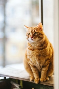 Chat surpoids Chat surpoids