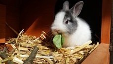 Comment prévenir les coups de chaleur chez le lapin ? CC0 Creative Commons via Pixabay